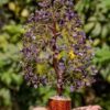 Amethyst Crystal Tree – Spiritual Growth & Peace Decor (100 Chips)